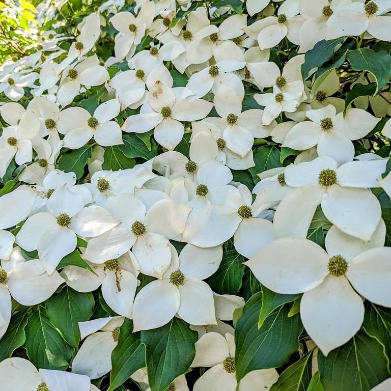 flowering dogwood (Cornus florida 'Xanthocarpa') plant — close-up photo