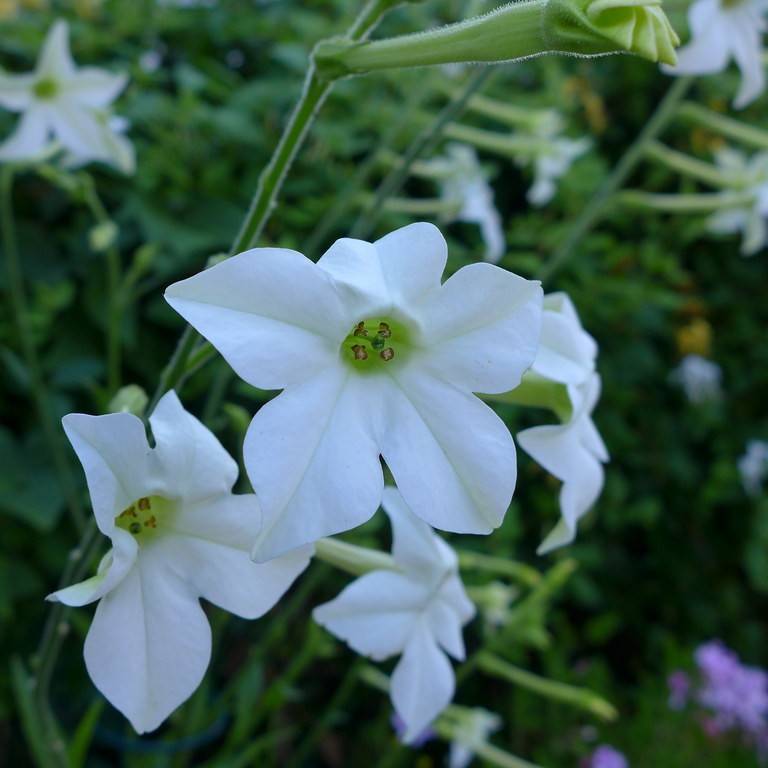 flowering tobacco (Nicotiana alata) plant