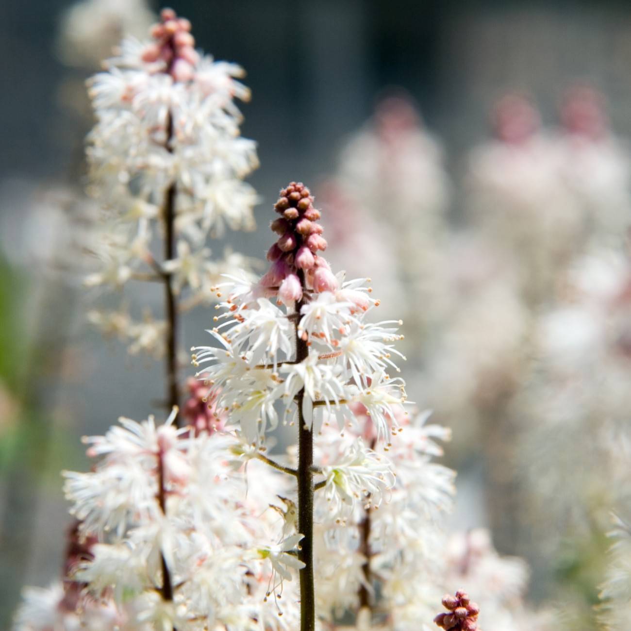 foam flower (Tiarella 'Tntia041' STARGAZER MERCURY) plant