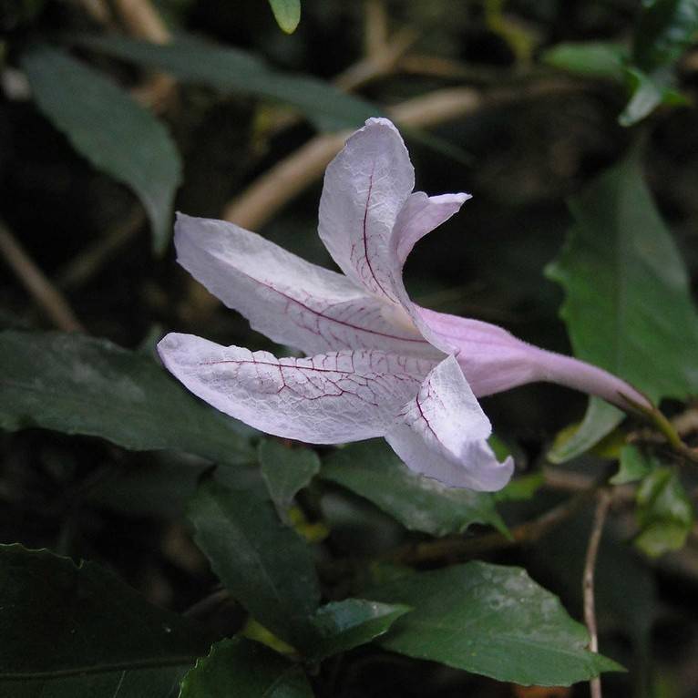 forest bell bush (Mackaya bella) plant