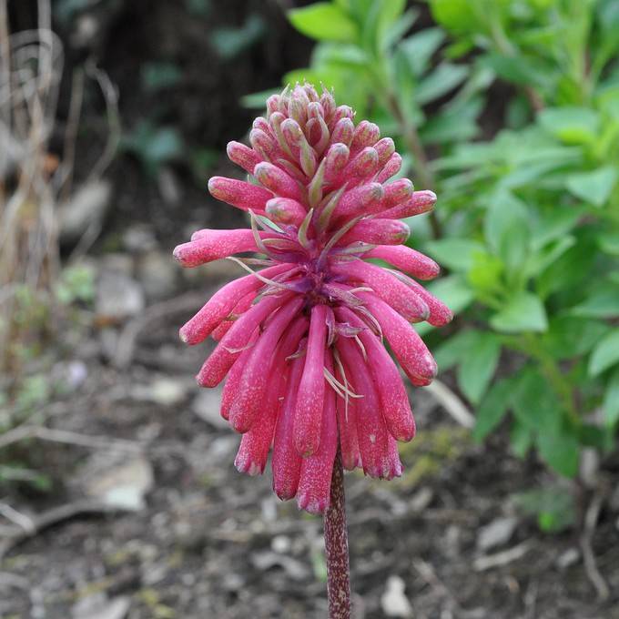 forest lily (Veltheimia bracteata) plant