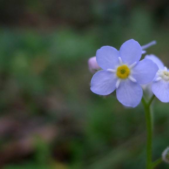 forget-me-not (Myosotis sylvatica 'Victoria Blue') plant