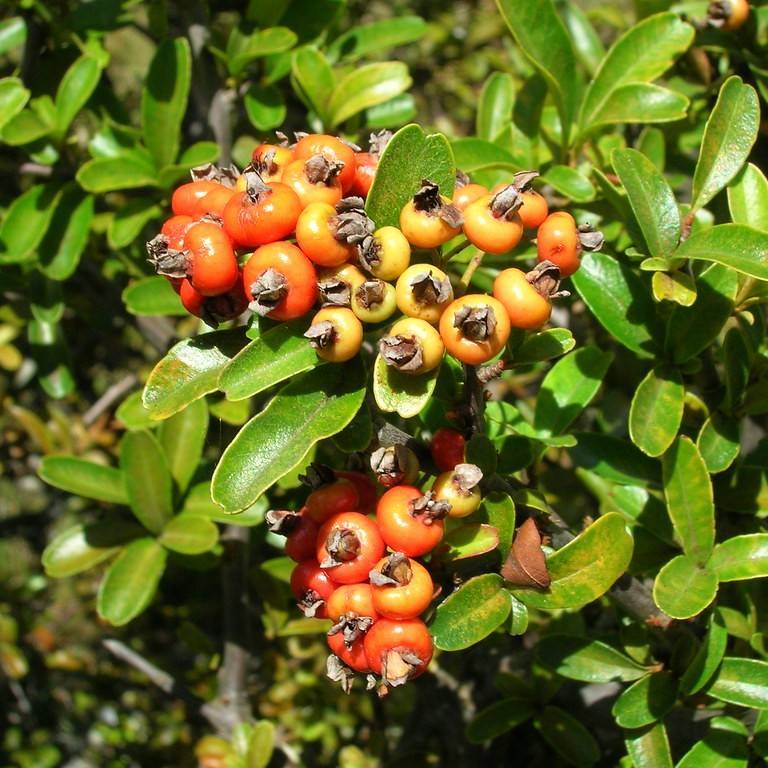 Formosa firethorn (Pyracantha koidzumii) plant