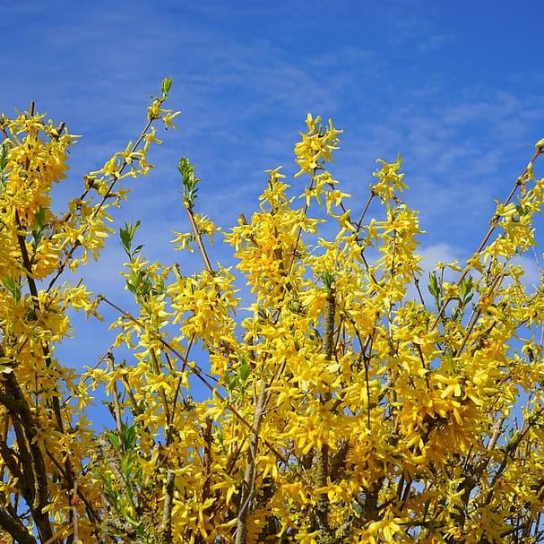 forsythia (Forsythia 'Meadowlark') plant — close-up photo