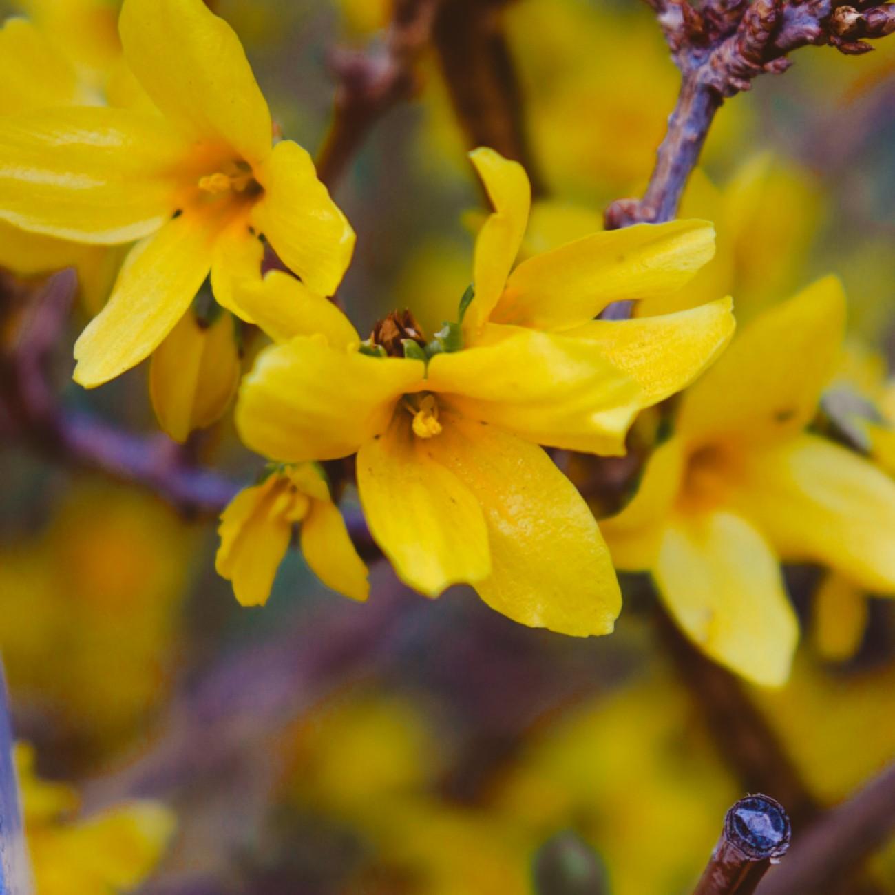 forsythia (Forsythia 'Arnold Dwarf') plant — close-up photo