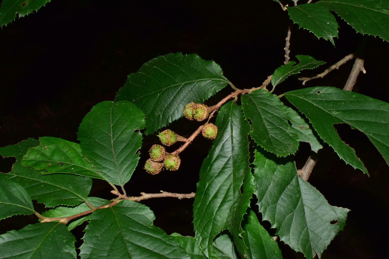 Fortunearia (Fortunearia sinensis) plant — close-up photo