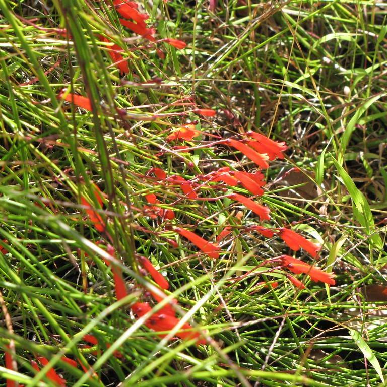 fountainbush (Russelia equisetiformis) plant