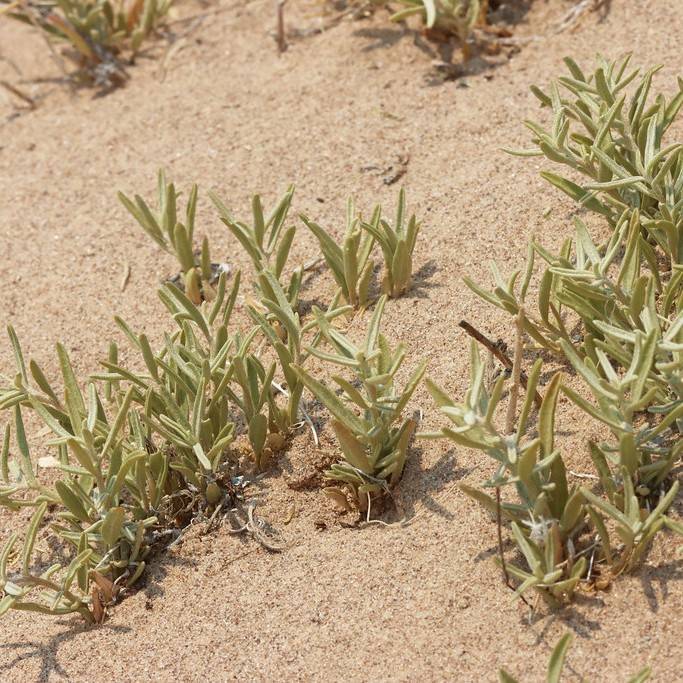 Four-Wing Saltbush (Atriplex canescens var. canescens) plant