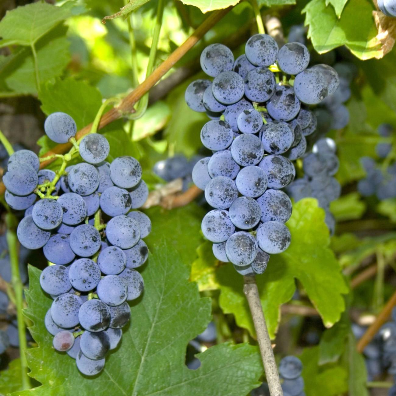 fox grape (Vitis labrusca) plant