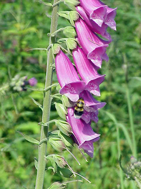 foxglove (Digitalis FOXLIGHT RUBY GLOW) plant