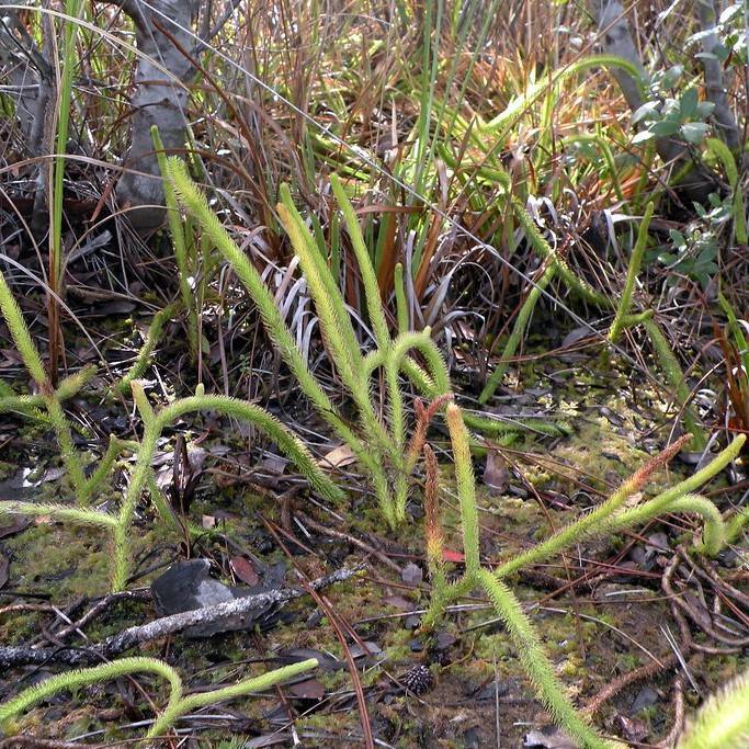 foxtail bog clubmoss (Lycopodiella alopecuroides) plant