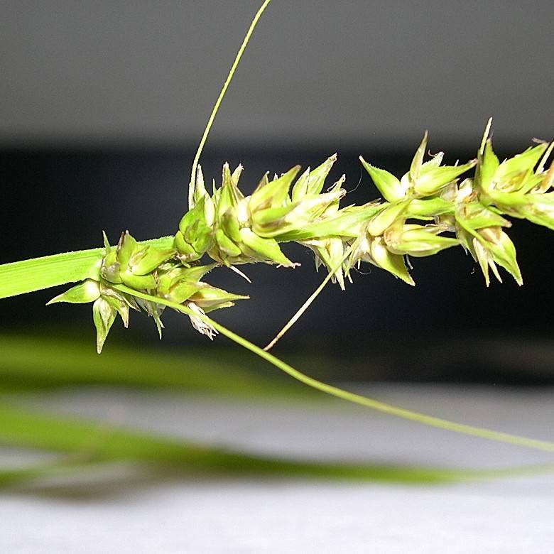 Foxtail Sedge (Carex alopecoidea) plant