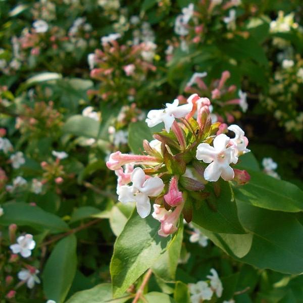 fragrant abelia (Abelia mosanensis 'SMNAMDS' SWEET EMOTION) plant — close-up photo