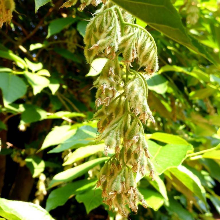 fragrant epaulette tree (Pterostyrax hispidus) plant