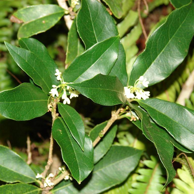 fragrant olive (Osmanthus fragrans) plant