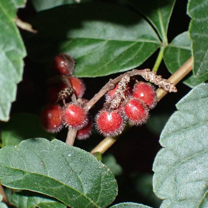 fragrant sumac (Rhus aromatica 'Gro-Low') plant