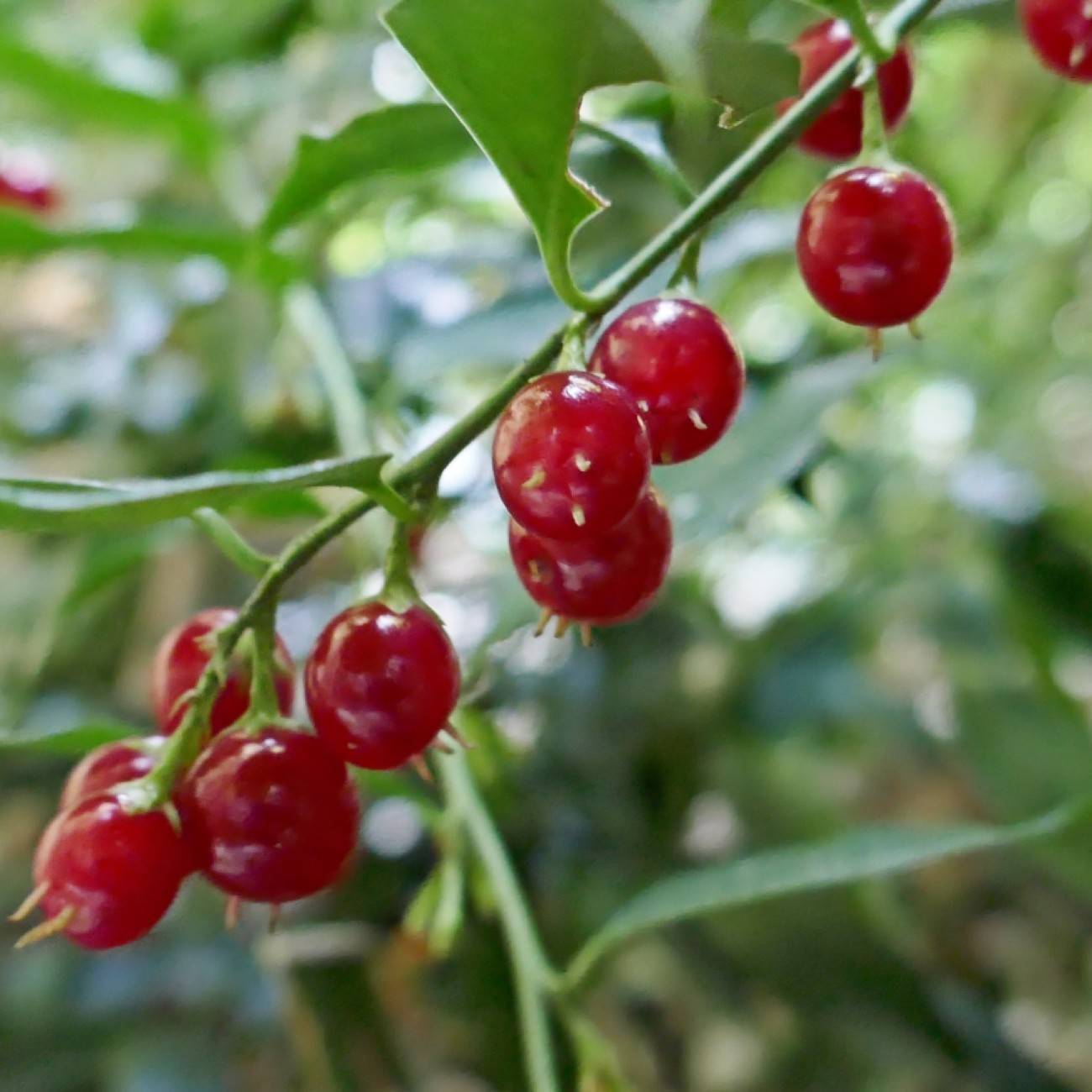 fragrant sweet box (Sarcococca ruscifolia) plant