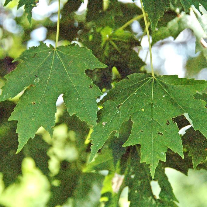 Freeman maple (Acer freemanii 'Scarsen' SCARLET SENTINEL) plant — close-up photo