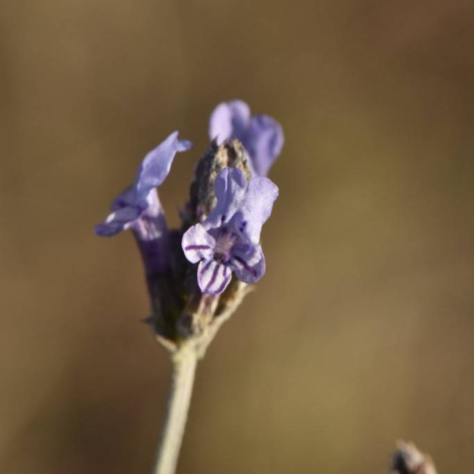 French lace (Lavandula multifida) plant