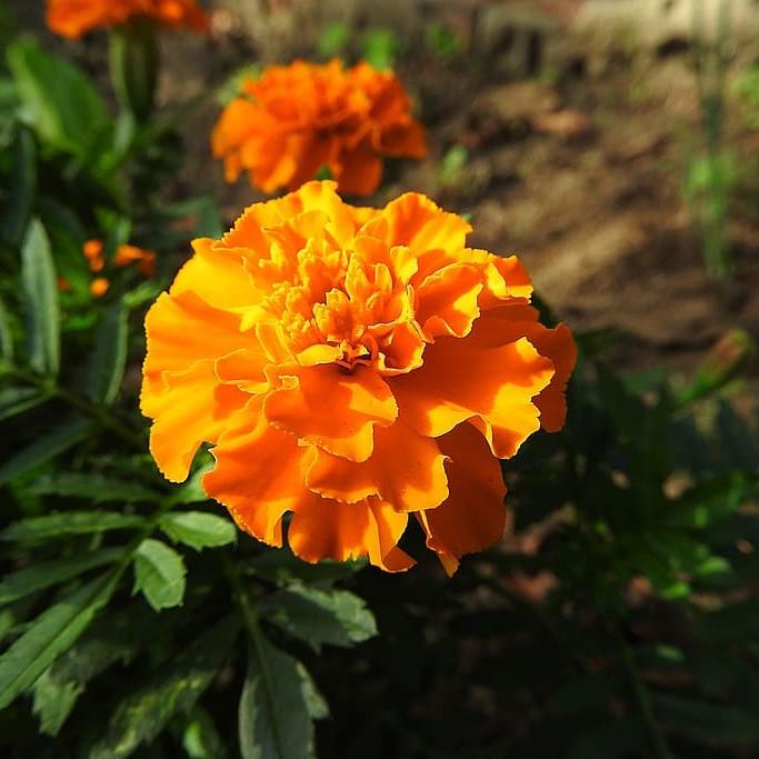 French marigold (Tagetes patula ( syn. T. erecta )) plant