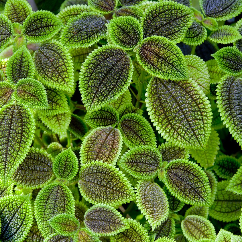 friendship plant (Pilea involucrata) plant