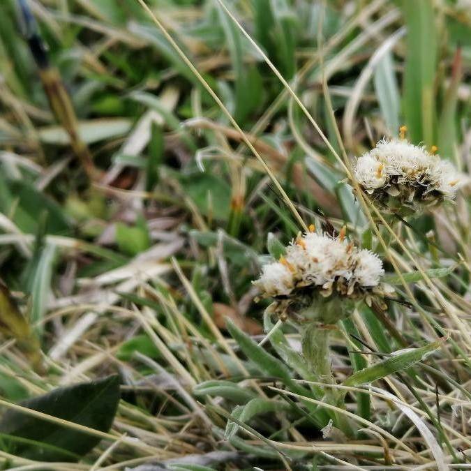 Fries' Pussytoes (Antennaria friesiana subsp. friesiana) plant