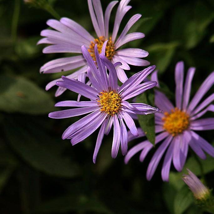 Frikart aster (Aster x frikartii 'Monch') plant