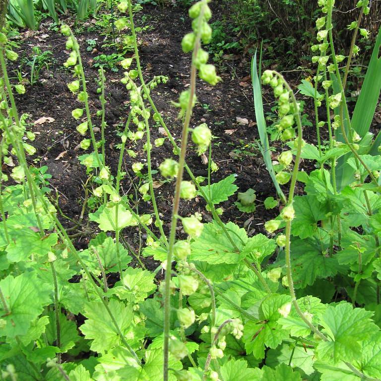 fringe cup (Tellima grandiflora) plant