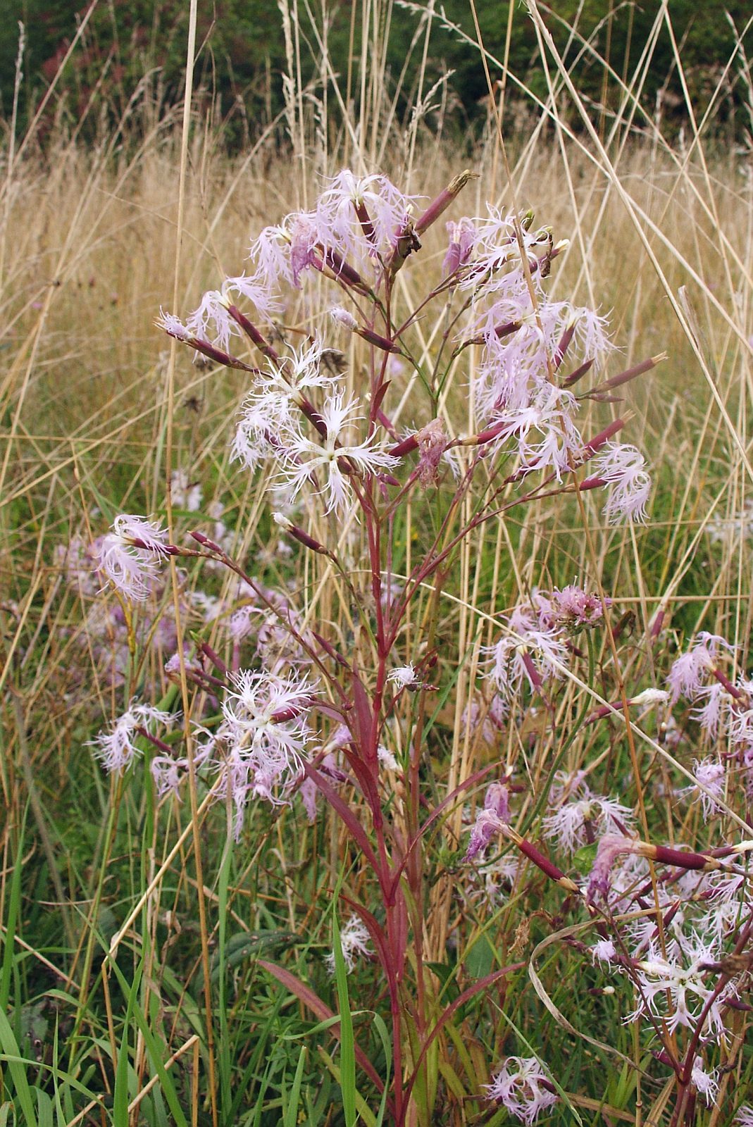 fringed pink (Dianthus superbus 'Crimsonia') plant — close-up photo
