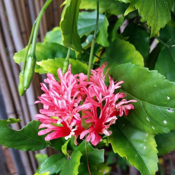 fringed rosemallow (Hibiscus schizopetalus) plant