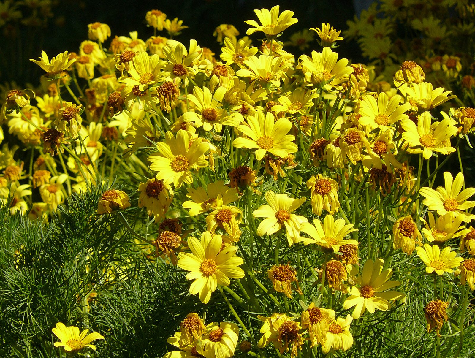 fringeleaf tickseed (Coreopsis integrifolia) plant