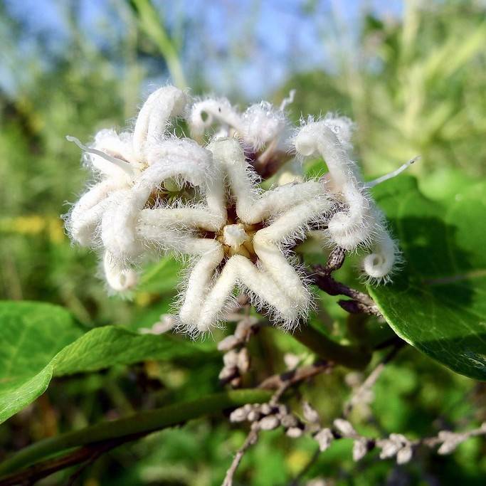 gaga-imo (Metaplexis japonica) plant