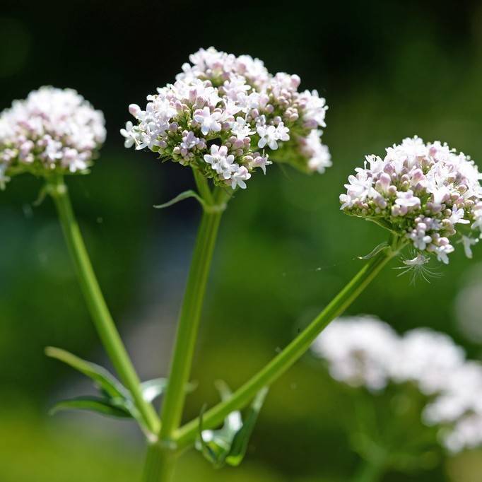 garden heliotrope (Valeriana officinalis) plant