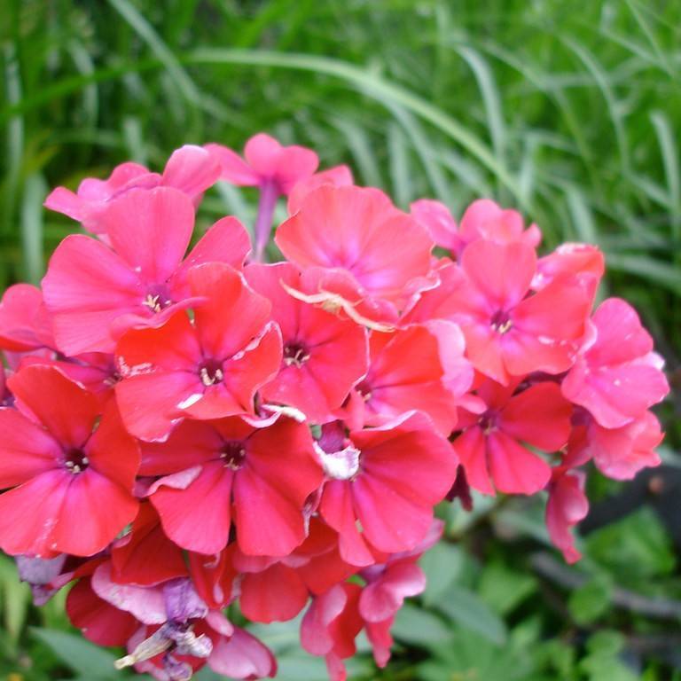 garden phlox (Phlox paniculata 'Starfire') plant