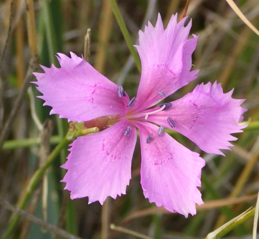 garden pinks (Dianthus 'Rainbow Loveliness') plant — close-up photo