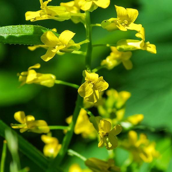 Garden Yellowrocket (Barbarea vulgaris) plant