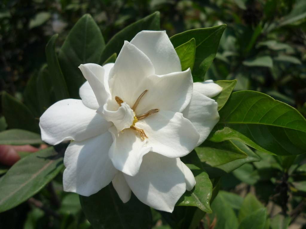 gardenia (Gardenia jasminoides 'Shooting Star') plant