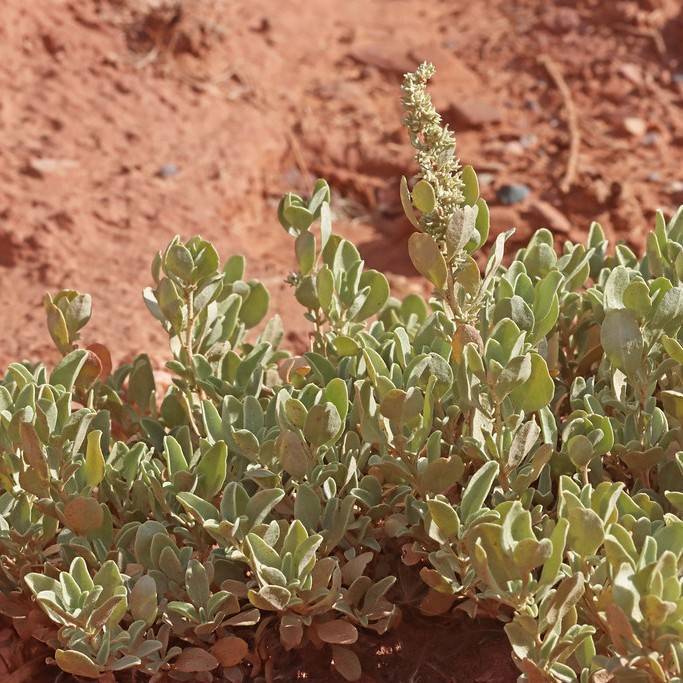 Gardner's Saltbush (Atriplex gardneri var. gardneri) plant