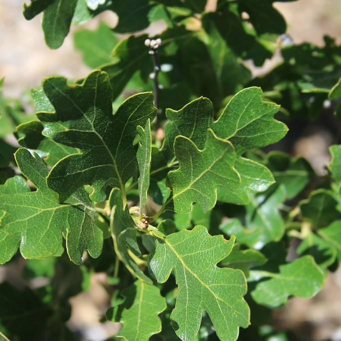 Garry oak (Quercus garryana) plant