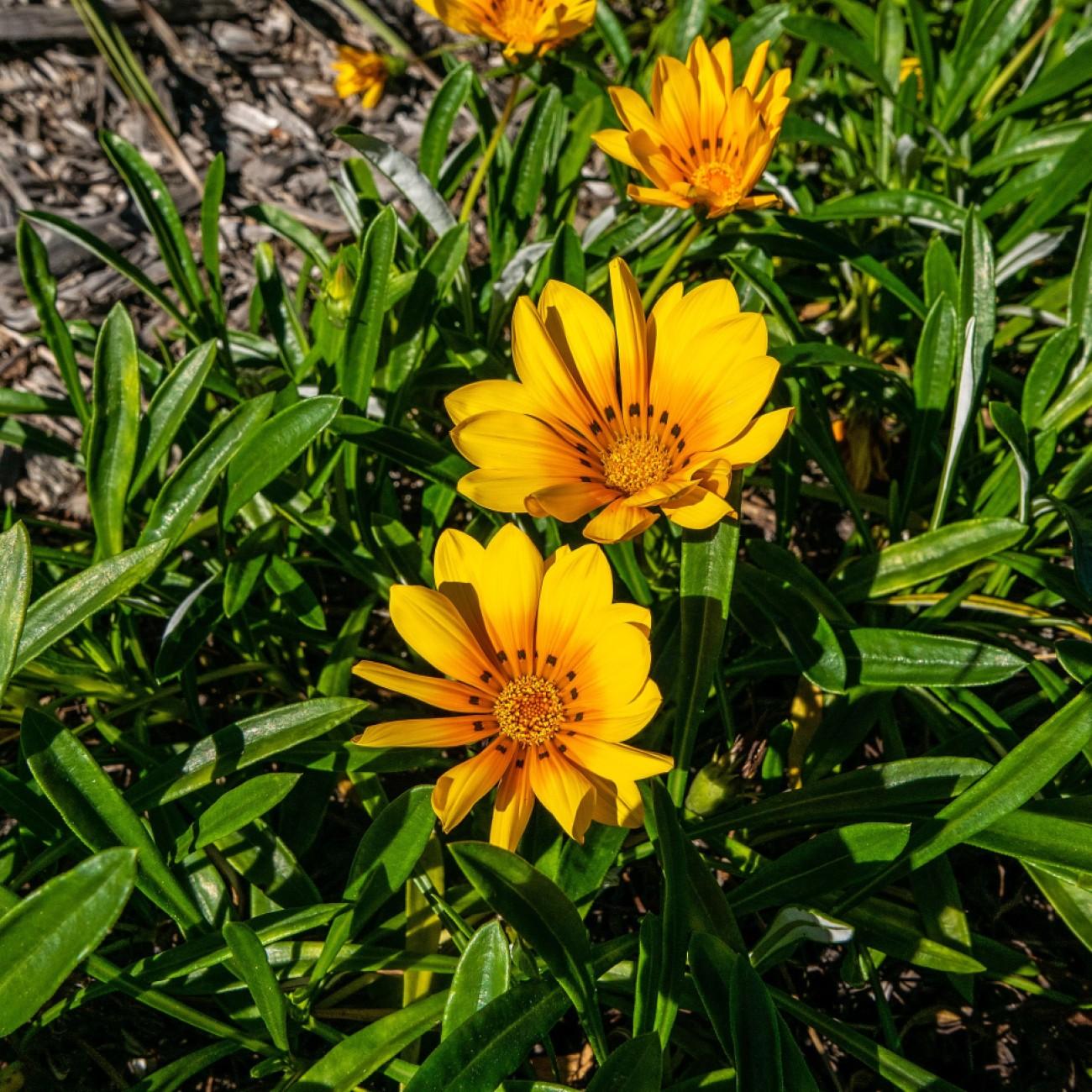 gazania (Gazania cv.) plant