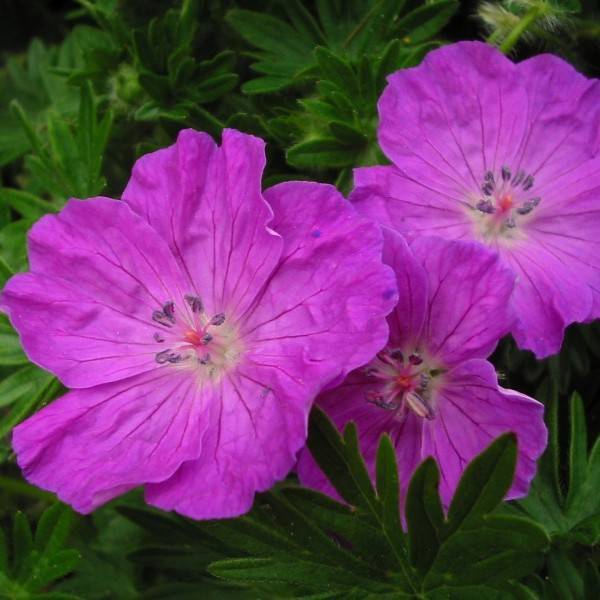 geranium (Geranium spp. and/ or cvs.) plant