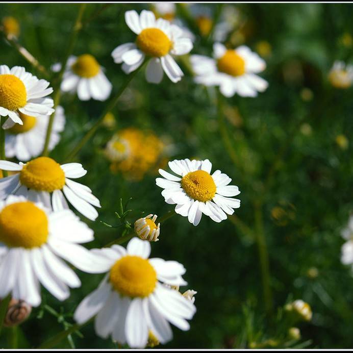 German chamomile (Matricaria recutita) plant