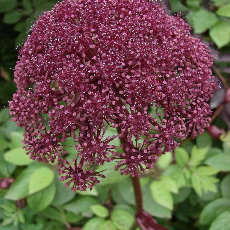 giant angelica (Angelica gigas) plant