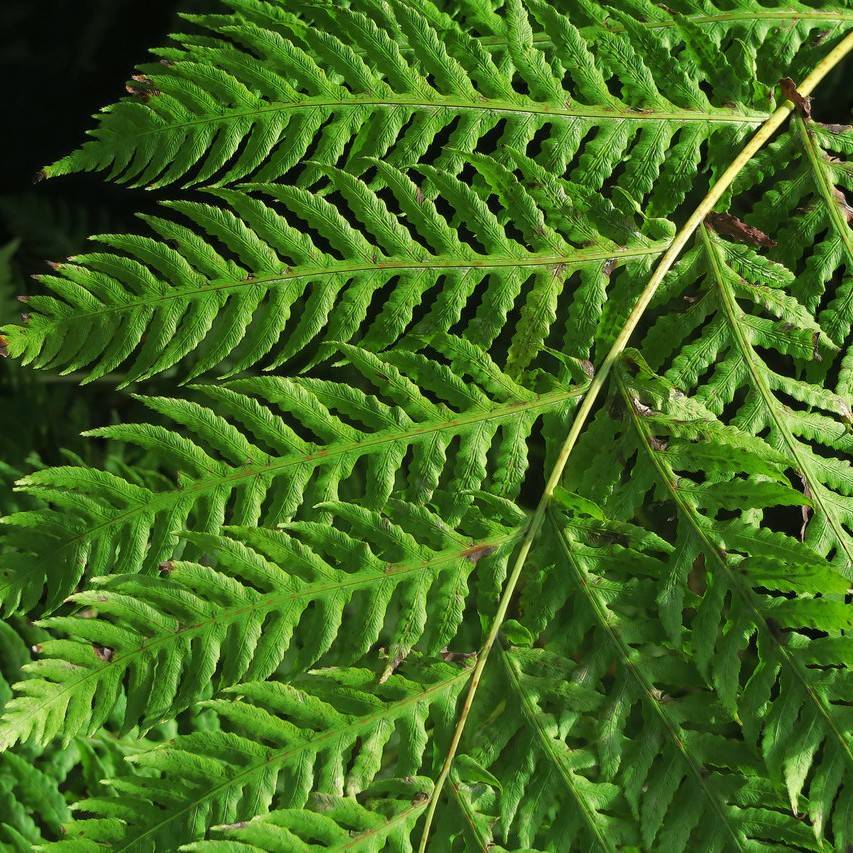 giant chain fern (Woodwardia fimbriata) plant