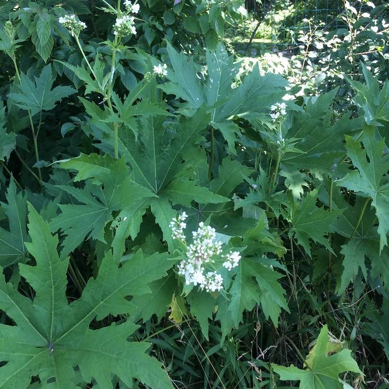 giant hogweed (Heracleum mantegazzianum) plant