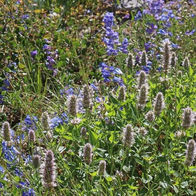 giant hyssop (Agastache rugosa 'Honey Bee Blue') plant — close-up photo