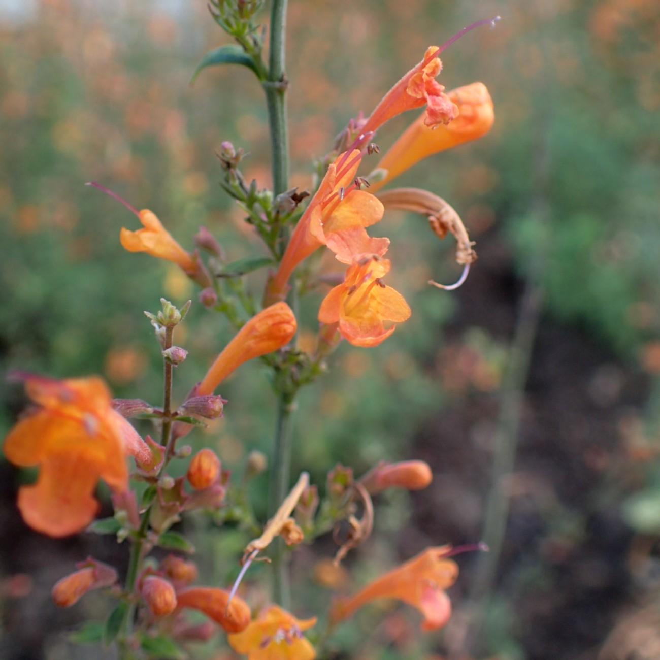 giant hyssop (Agastache 'Apricot Sunrise') plant — close-up photo