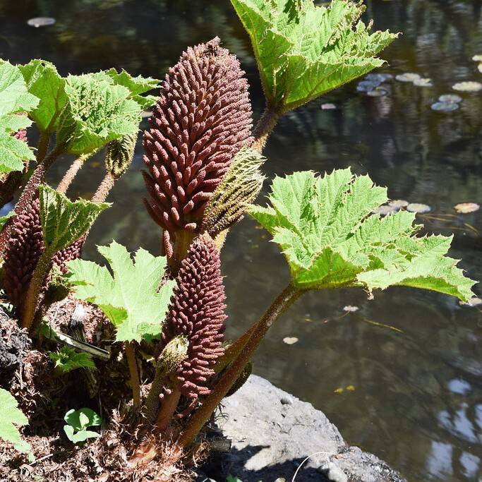 giant rhubarb (Gunnera manicata) plant