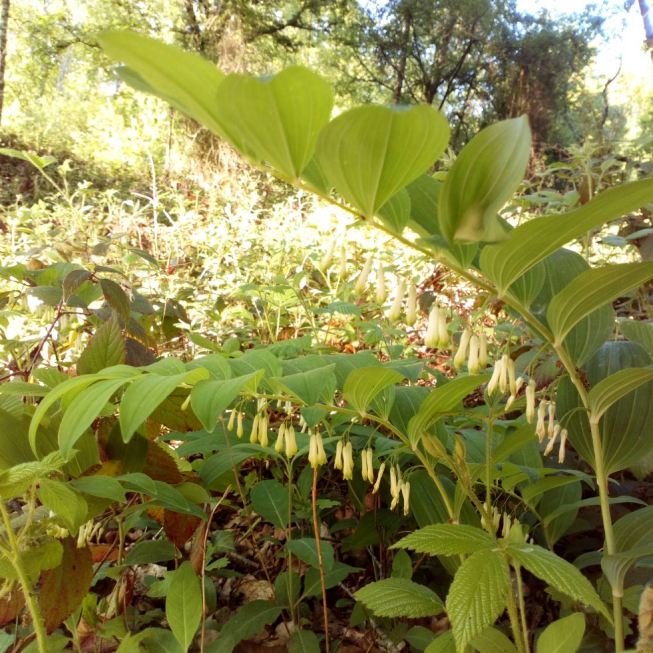 giant Solomon's seal (Polygonatum biflorum var. commutatum) plant