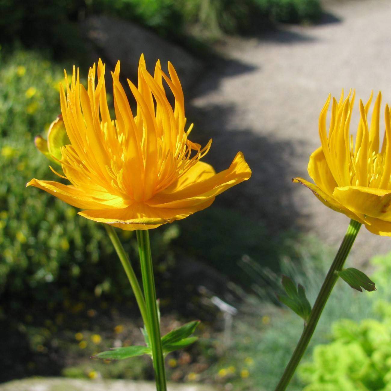 globe flower (Trollius ledebourii) plant